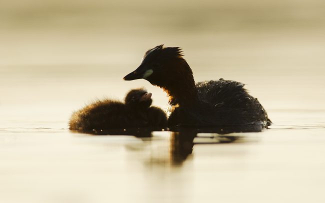 Kis vöcsök (Tachybaptus ruficollis), Csallóköz