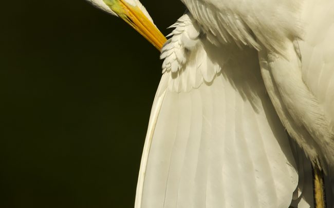 Nagy kócsag (Egretta alba), Csallóköz