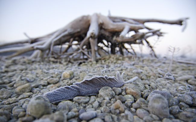 Duna menti erdők Tájvédelmi Körzet, Csallóköz