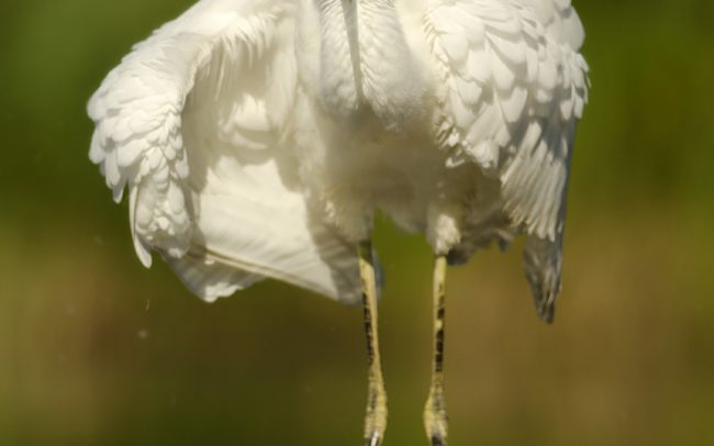 Volavka biela (Egretta alba), Žitný ostrov