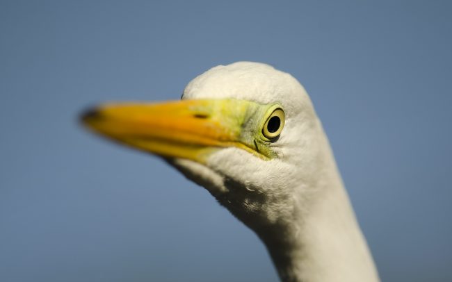 Volavka biela (Egretta alba), Žitný ostrov