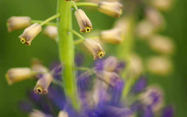 Üstökös gyöngyike (Muscari comosum), Csallóköz