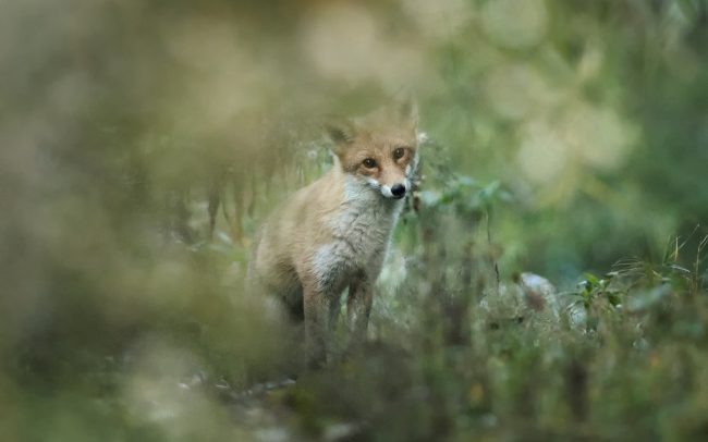 Líška hrdzavá (Vulpes vulpes), CHKO Dunajské luhy, Žitný ostrov