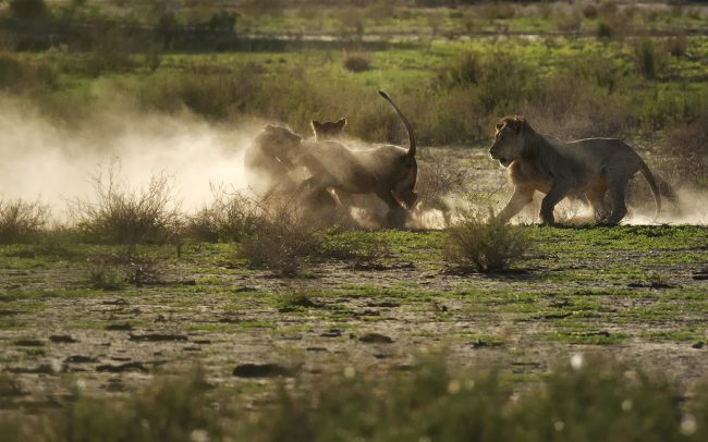 Lev púšťový (Panthera leo), Kgalagadi Transfrontier Park, púšť Kalahari, Južná Afrika