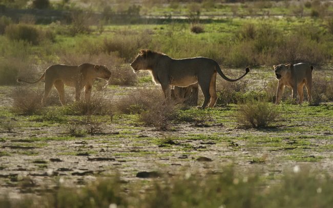 Lev púšťový (Panthera leo), Kgalagadi Transfrontier Park, púšť Kalahari, Južná Afrika