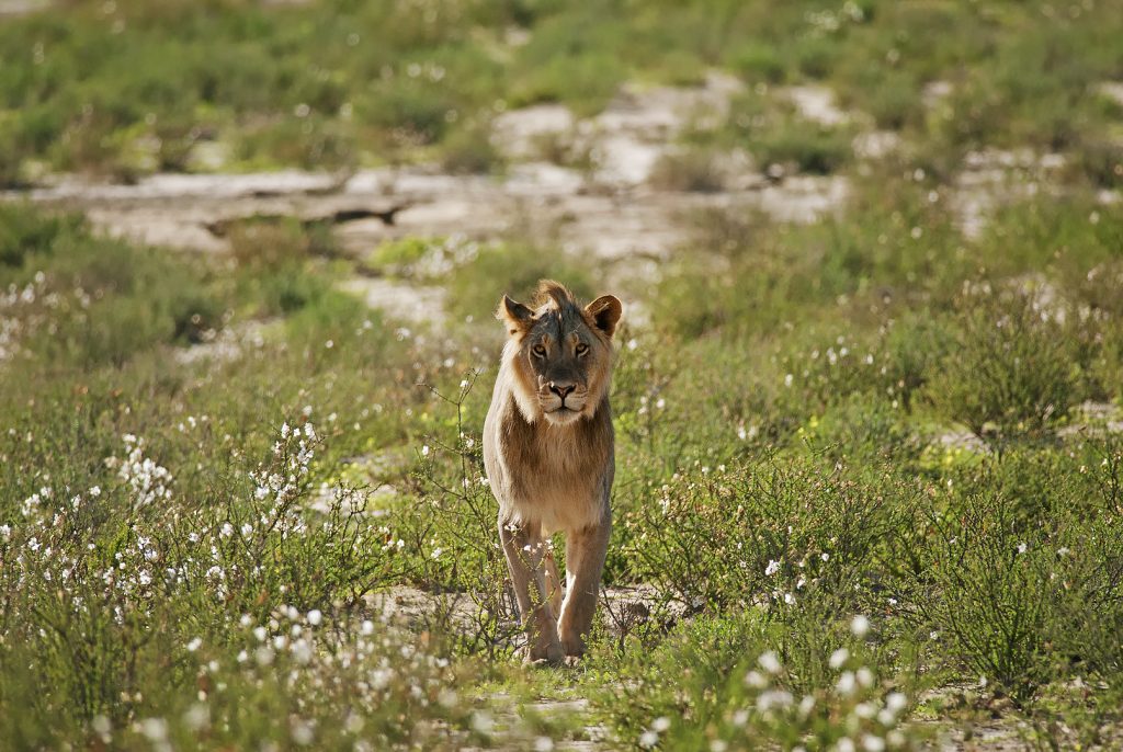 Lev púšťový (Panthera leo), Kgalagadi Transfrontier Park, púšť Kalahari, Južná Afrika