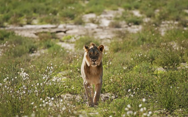 Lev púšťový (Panthera leo), Kgalagadi Transfrontier Park, púšť Kalahari, Južná Afrika
