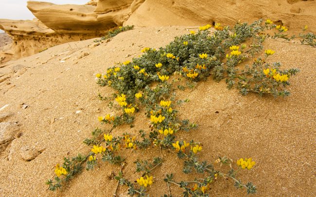 Atlanti partvidék, Tamri
