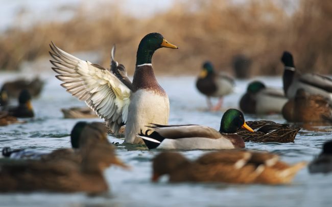 Tőkés réce (Anas platyrhynchos), Csallóköz