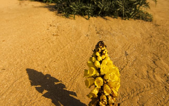 (Cistanche tubulosa), Tamri, Atlantické pobrežie
