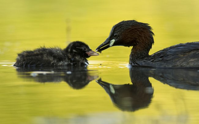 Potápka malá (Tachybaptus ruficollis), Žitný ostrov