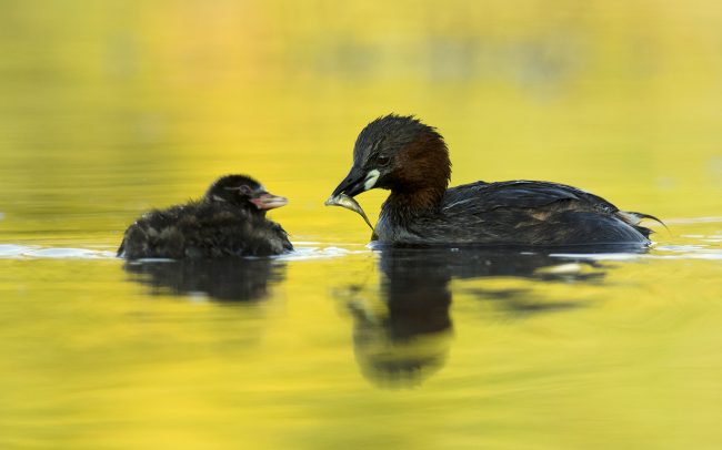 Potápka malá (Tachybaptus ruficollis), Žitný ostrov