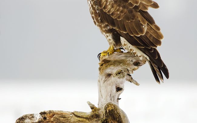 Myšiak lesný (Buteo buteo), CHKO Dunajské luhy, Žitný ostrov