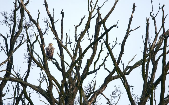 Orliak morský (Haliaeetus albicilla), CHKO Dunajské luhy, Žitný ostrov