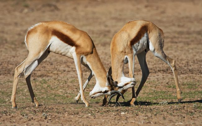 Antilopa skákavá (Antidorcas marsupialis), Kgalagadi Transfrontier Park, púšť Kalahari, Južná Afrika