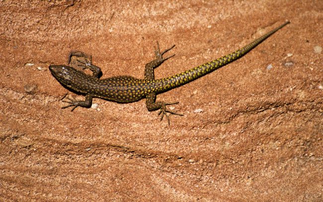 Marokkói faligyík (Teira perspicillata), Magas-Atlasz