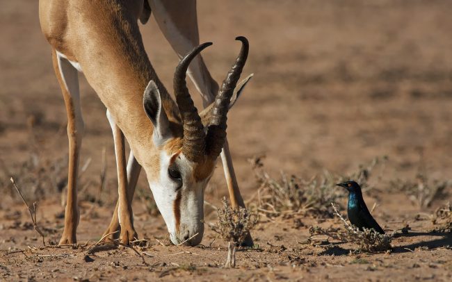 Antilopa skákavá (Antidorcas marsupialis), Kgalagadi Transfrontier Park, púšť Kalahari, Južná Afrika