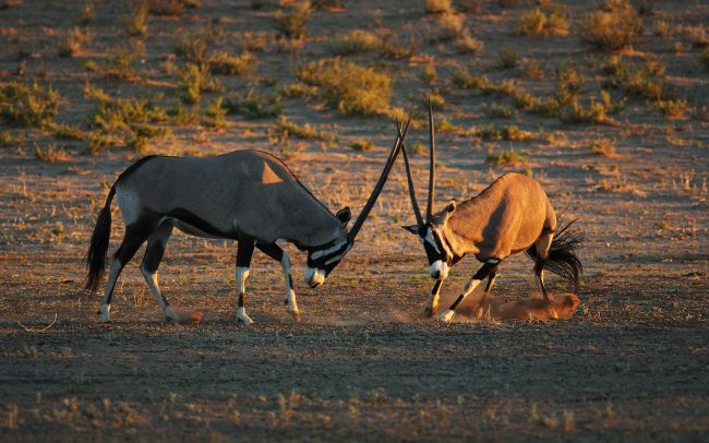Nyársas antilop (Oryx gazella), Kgalagadi Transfrontier Park, Kalahári sivatag, Dél-Afrika