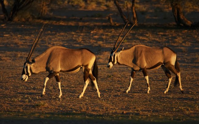 Oryx juhoafrický (Oryx gazella), Kgalagadi Transfrontier Park, púšť Kalahari, Južná Afrika