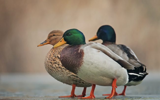 Tőkés réce (Anas platyrhynchos), Csallóköz
