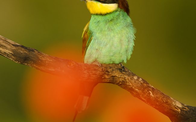 Včelárik zlatý (Merops apiaster)
