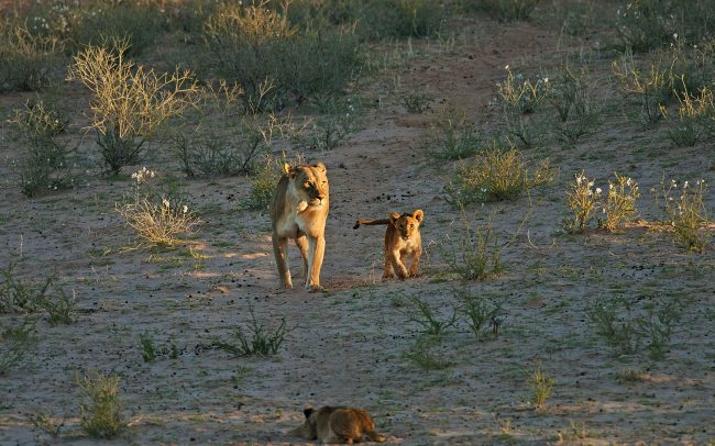Oroszlán (Panthera leo), Kgalagadi Transfrontier Park, Kalahári sivatag, Dél-Afrika