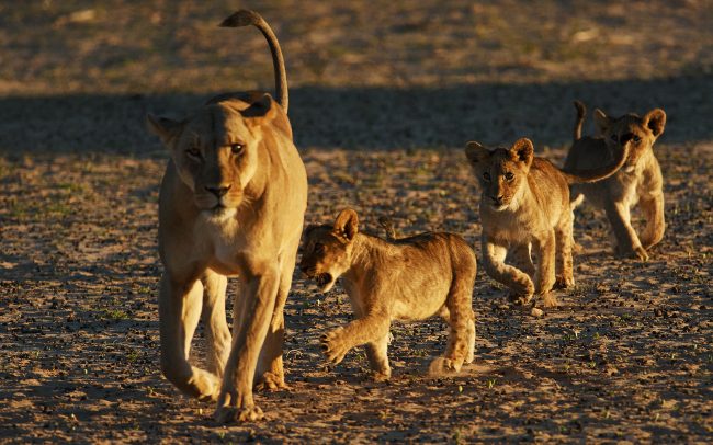 Lev púšťový (Panthera leo), Kgalagadi Transfrontier Park, púšť Kalahari, Južná Afrika