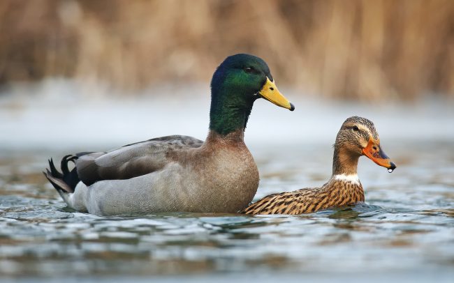 Tőkés réce (Anas platyrhynchos), Csallóköz