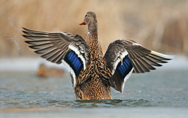 Tőkés réce (Anas platyrhynchos), Csallóköz