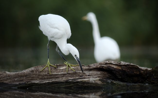 Volavka striebristá (Egretta garzetta), Žitný ostrov