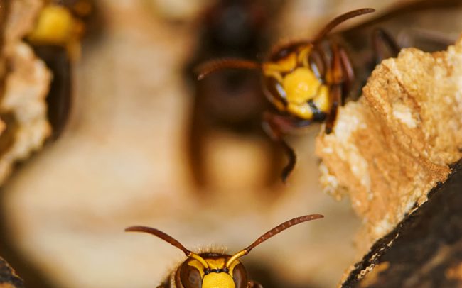Sršeň obyčajný (Vespa crabro), CHKO Dunajské luhy, Žitný ostrov