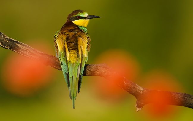 Včelárik zlatý (Merops apiaster)