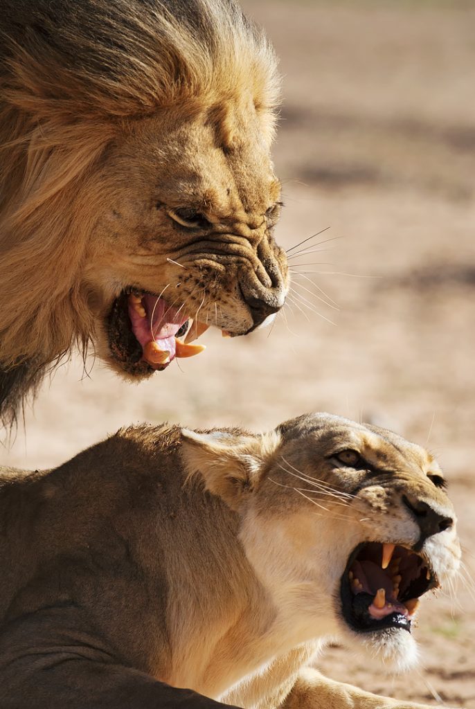 Oroszlán (Panthera leo), Kgalagadi Transfrontier Park, Kalahári sivatag, Dél-Afrika
