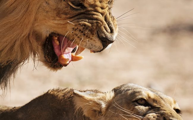 Lev púšťový (Panthera leo), Kgalagadi Transfrontier Park, púšť Kalahari, Južná Afrika