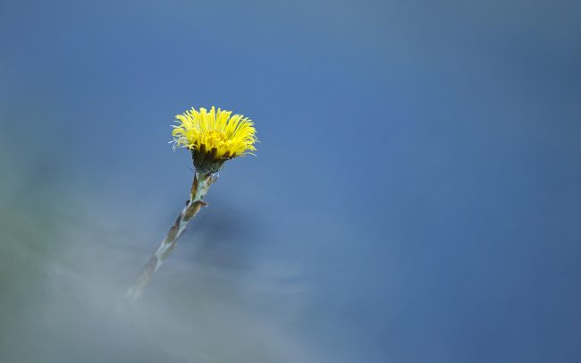 Podbeľ liečivý (Tussilago farfara), Žitný ostrov