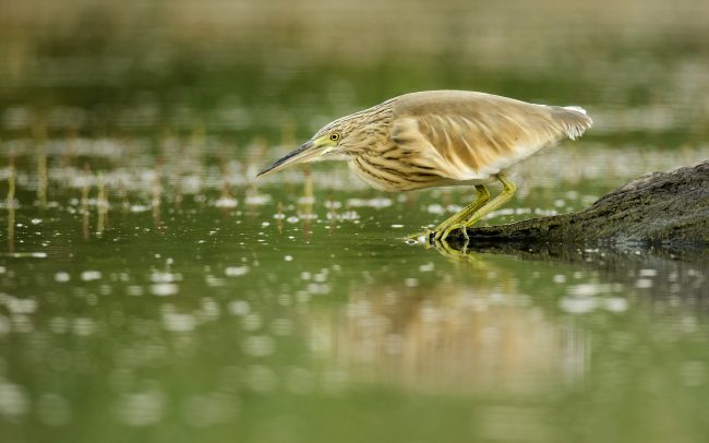 Čaplička vlasatá (Ardeola ralloides), Žitný ostrov