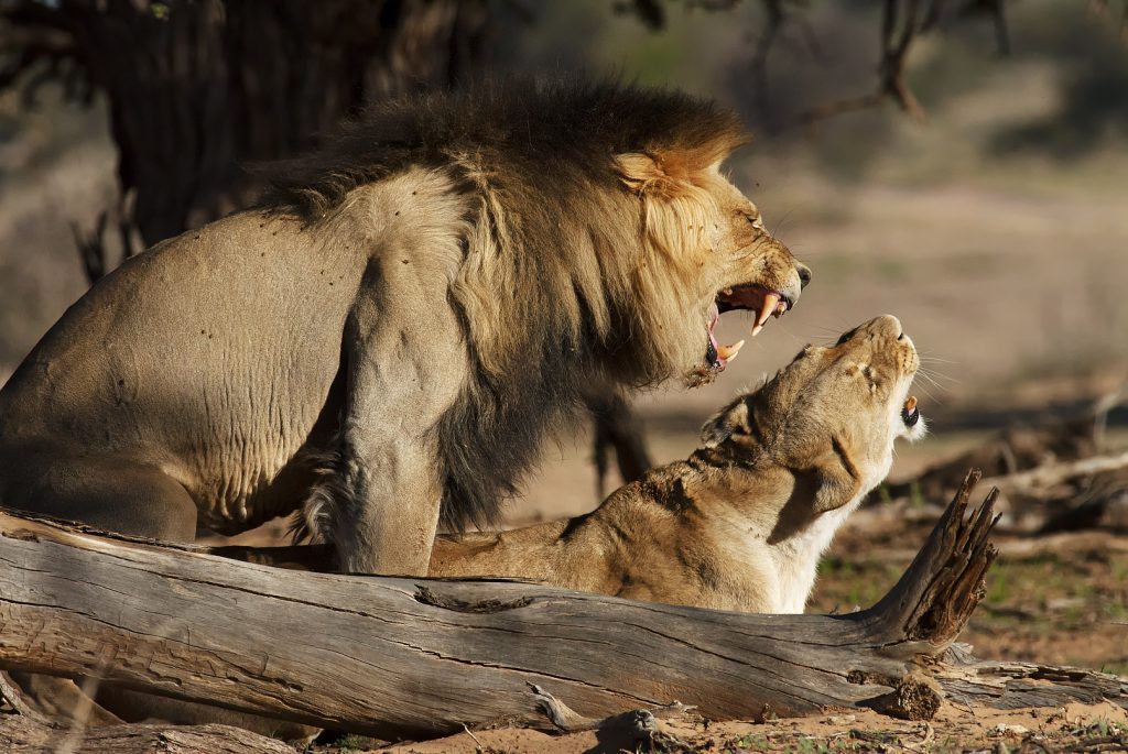 Oroszlán (Panthera leo), Kgalagadi Transfrontier Park, Kalahári sivatag, Dél-Afrika