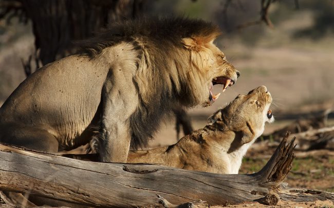 Oroszlán (Panthera leo), Kgalagadi Transfrontier Park, Kalahári sivatag, Dél-Afrika