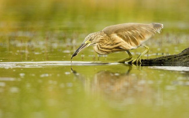 Üstökösgém (Ardeola ralloides), Csallóköz