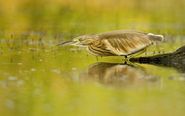 Üstökösgém (Ardeola ralloides), Csallóköz