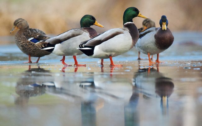 Tőkés réce (Anas platyrhynchos), Csallóköz