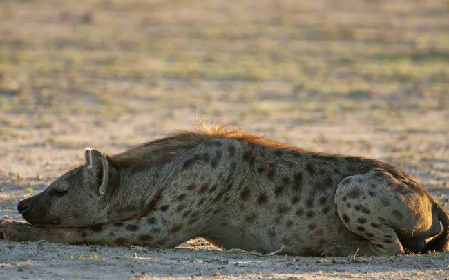 Foltos hiéna (Crocuta crocuta), Kgalagadi Transfrontier Park, Kalahári sivatag, Dél-Afrika