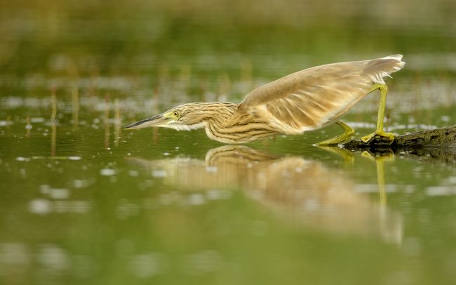 Čaplička vlasatá (Ardeola ralloides), Žitný ostrov