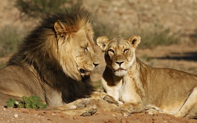 Oroszlán (Panthera leo), Kgalagadi Transfrontier Park, Kalahári sivatag, Dél-Afrika