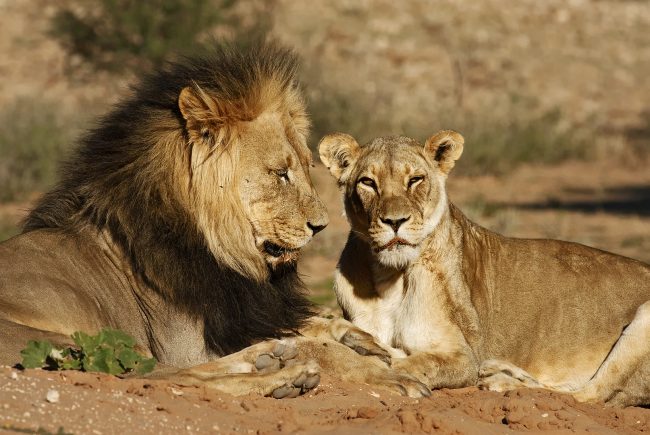 Oroszlán (Panthera leo), Kgalagadi Transfrontier Park, Kalahári sivatag, Dél-Afrika