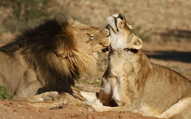 Oroszlán (Panthera leo), Kgalagadi Transfrontier Park, Kalahári sivatag, Dél-Afrika