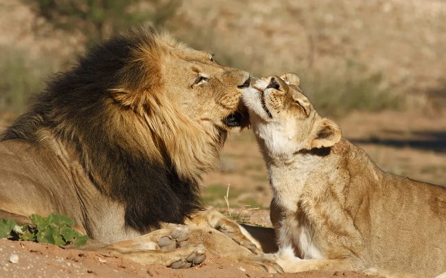 Lev púšťový (Panthera leo), Kgalagadi Transfrontier Park, púšť Kalahari, Južná Afrika