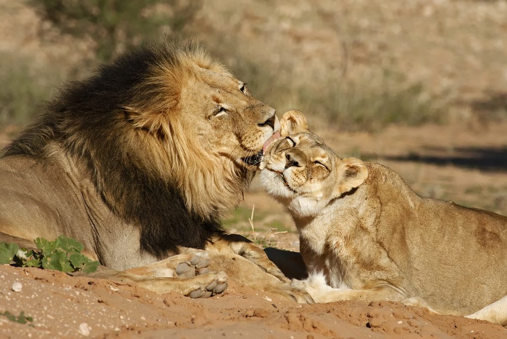 Lev púšťový (Panthera leo), Kgalagadi Transfrontier Park, púšť Kalahari, Južná Afrika