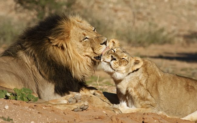 Lev púšťový (Panthera leo), Kgalagadi Transfrontier Park, púšť Kalahari, Južná Afrika