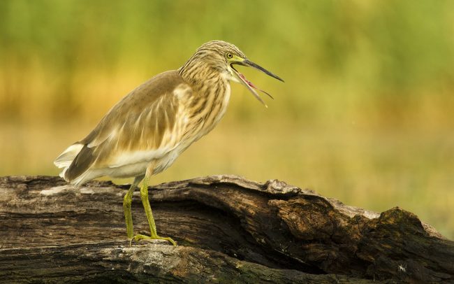 Üstökösgém (Ardeola ralloides), Csallóköz